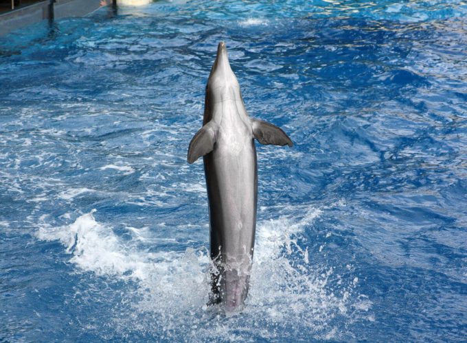 Best Travel Company in India